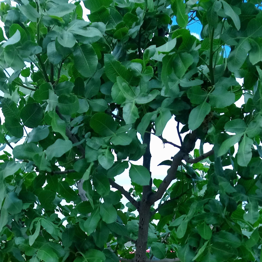 Pistacho