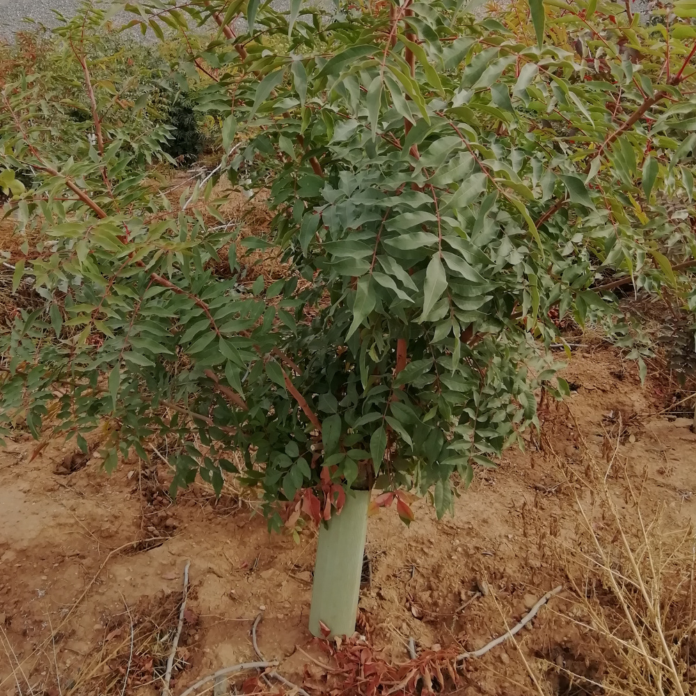 Pistacho
